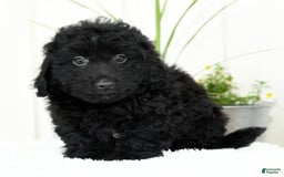 Mini Goldendoodle dogs for sale: Harry - Image 2