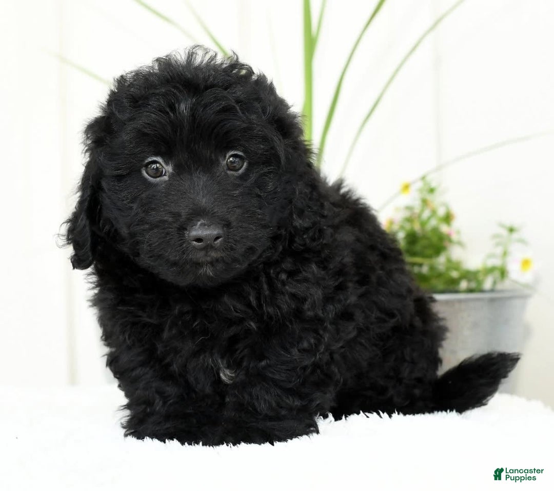 Mini Goldendoodle dogs for sale: Harry - Image 2