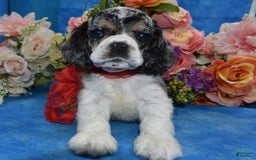 Cocker Spaniel dogs for sale: Tuckerbluetanpartimerlespeckleblueeyecockerpup - Image 12
