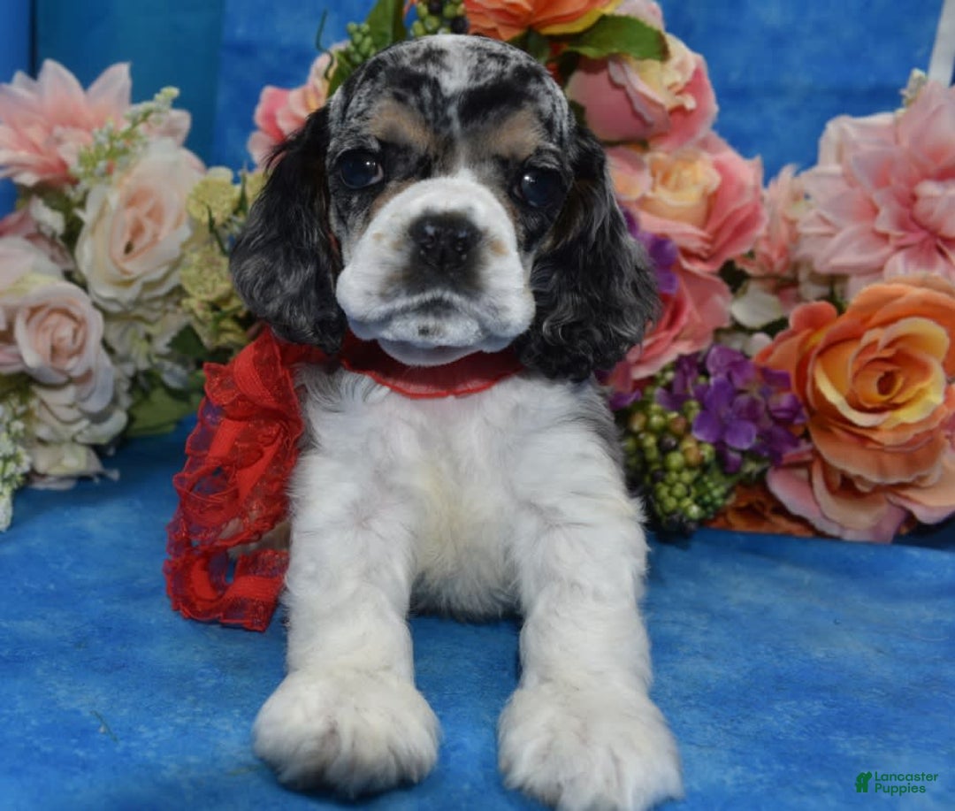 Cocker Spaniel dogs for sale: Tuckerbluetanpartimerlespeckleblueeyecockerpup - Image 12