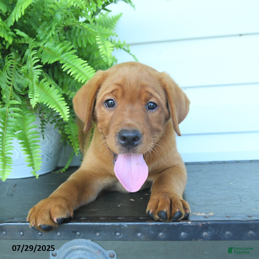 Labrador Retriever dogs for sale: Yoko - Image 3