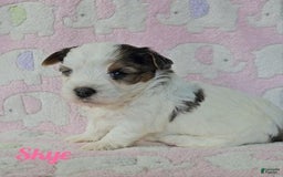 Yorkshire Terrier dogs for sale: Skye - Image 6