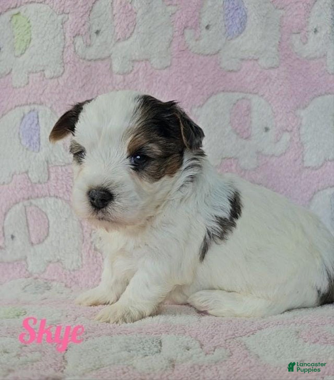 Yorkshire Terrier dogs for sale: Skye - Image 6