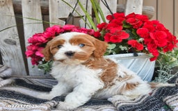 Cavapoo dogs for sale: Chloe - Image 4