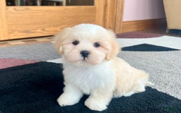 Lhasa Apso dogs for sale: Beau - Image 6
