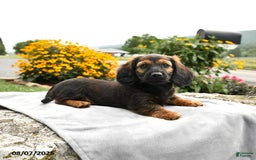 Miniature Dachshund dogs for sale: Caramel - Image 1