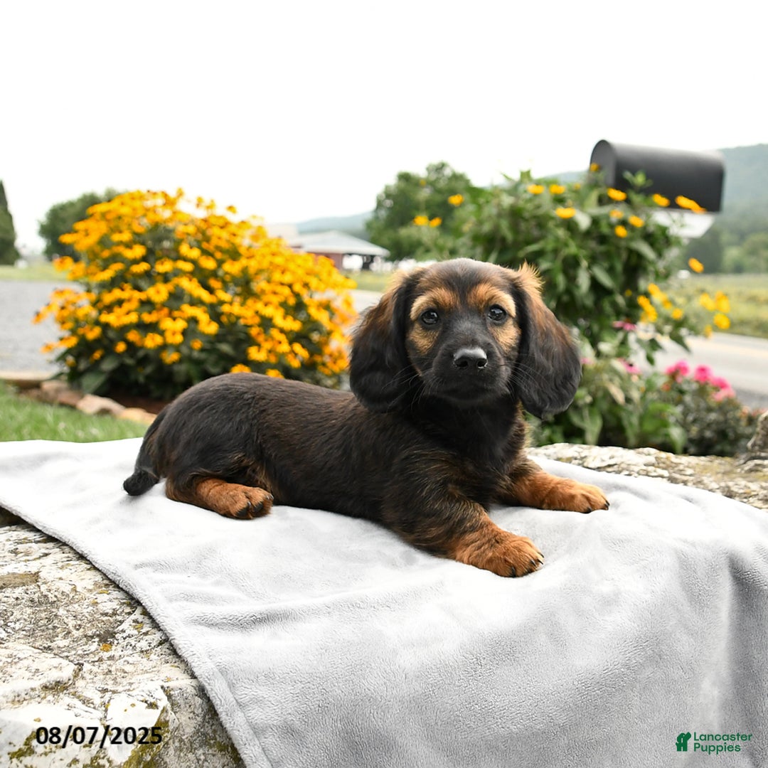 Miniature Dachshund dogs for sale: Caramel - Image 1