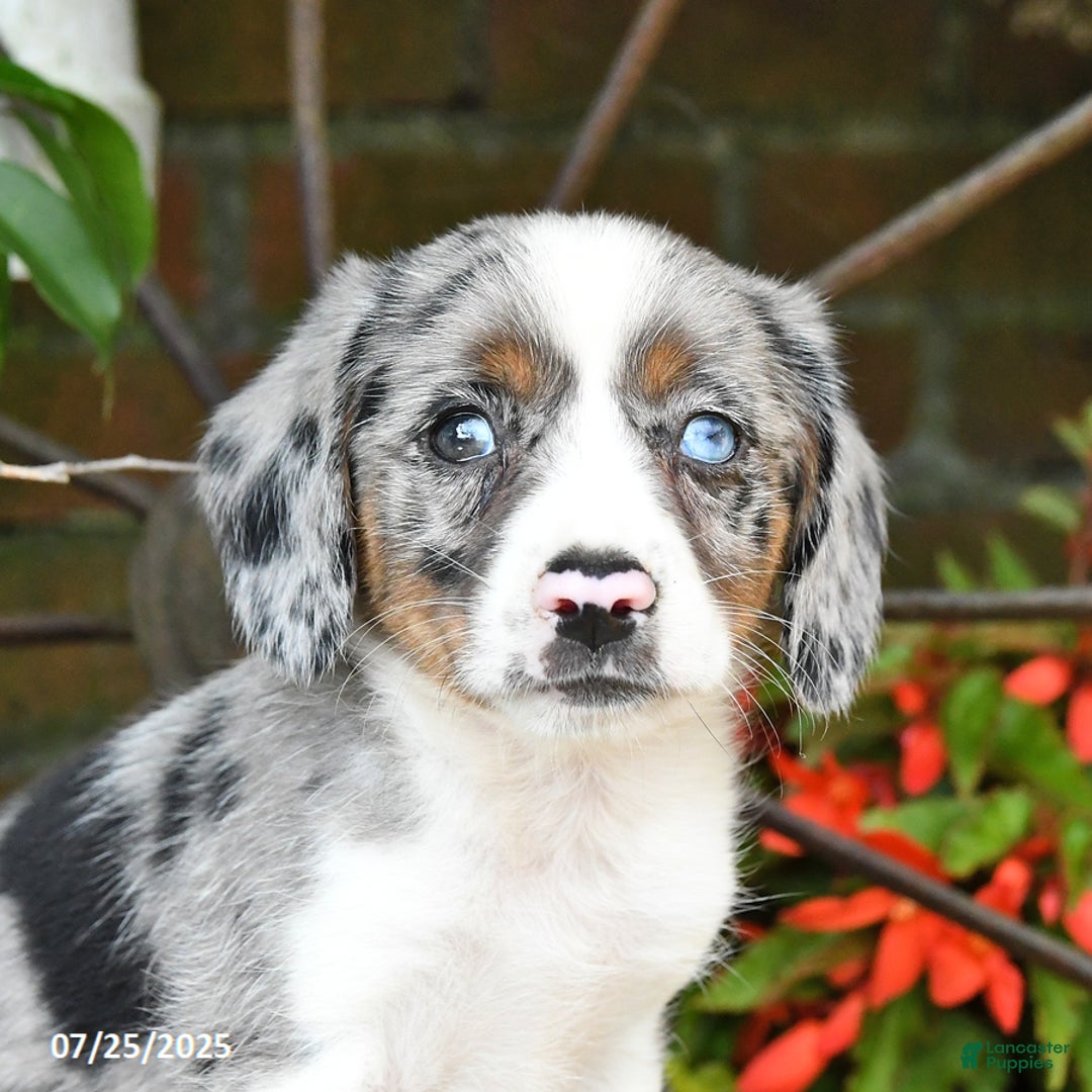 Miniature Australian Shepherd dogs for sale: Felix - Image 2