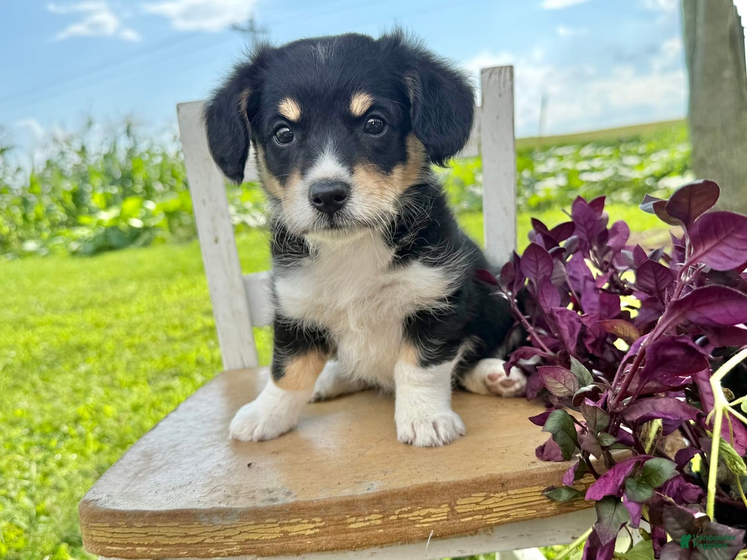 Welsh Corgi Pembroke dogs for sale: Welsh Corgi (Pembroke) 5 puppies - Image 25