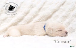 Cane Corso dogs for sale: "caesar" - Image 2