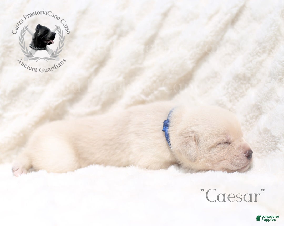 Cane Corso dogs for sale: "caesar" - Image 2