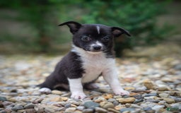 Pomchi dogs for sale: Pomchi 4 puppies - Image 8