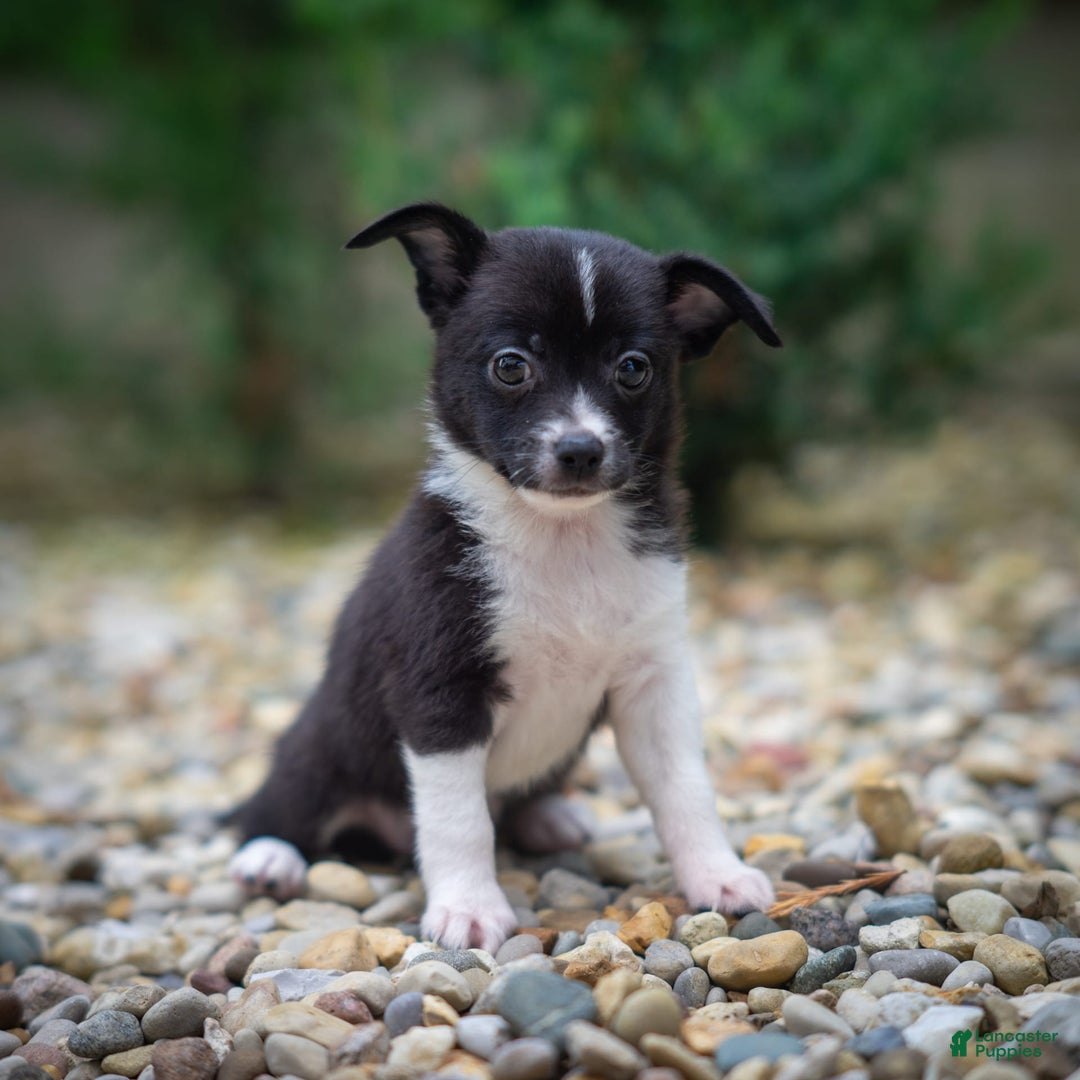 Pomchi dogs for sale: Pomchi 4 puppies - Image 8