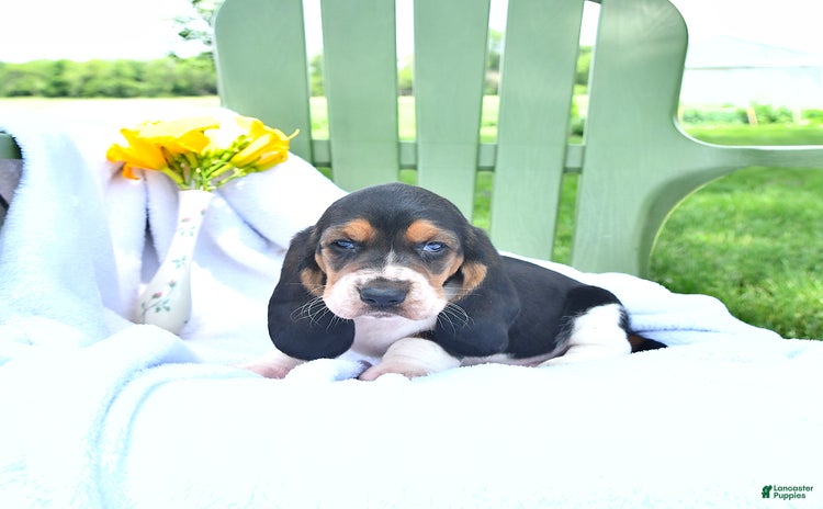 Basset Hound dogs - Advert 18