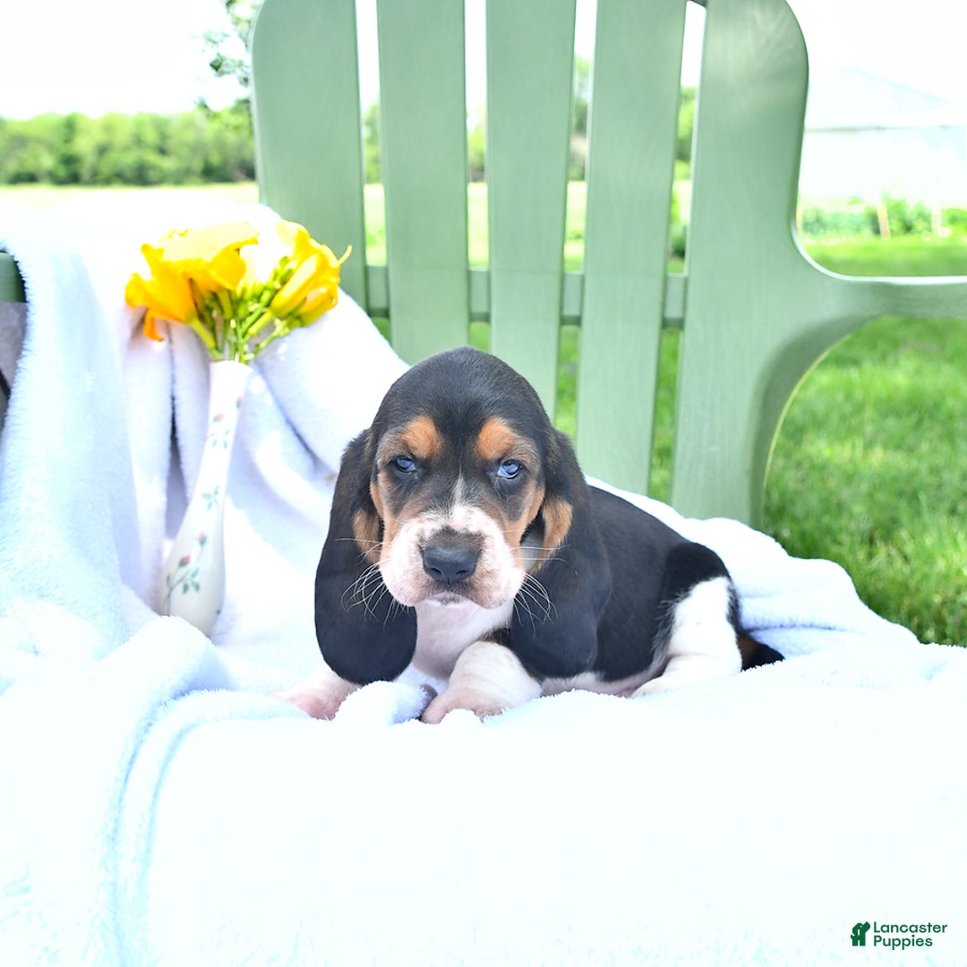 Basset Hound dogs for sale: Shanda - Image 18
