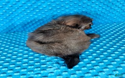 Shih Tzu dogs for sale: Koda - Image 1