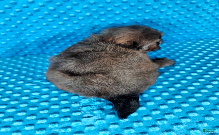 Shih Tzu dogs for sale - Ad 5