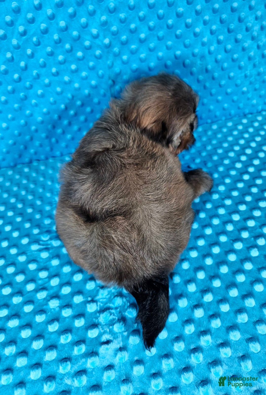 Shih Tzu dogs for sale: Koda - Image 1