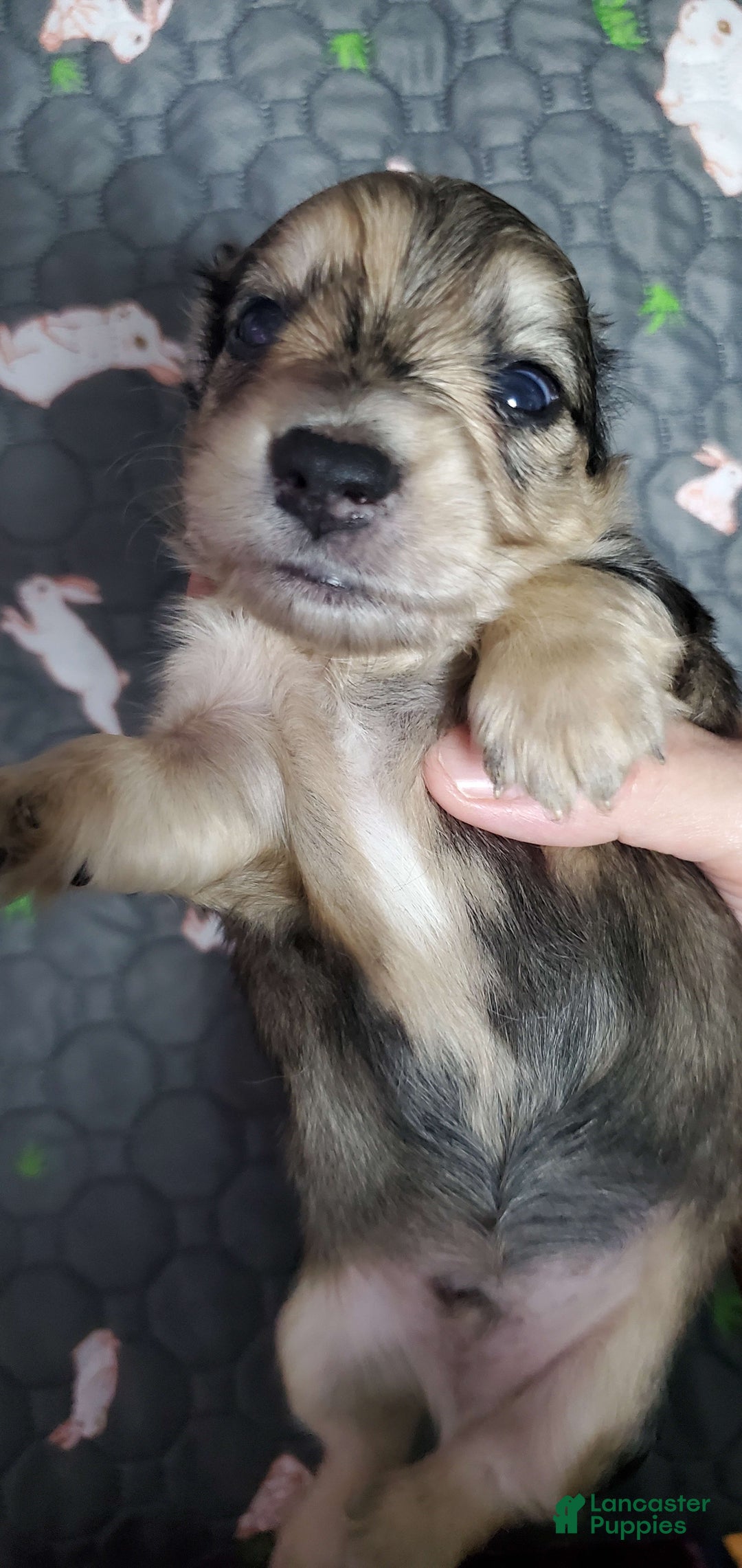 Miniature Dachshund dogs for sale: Karl - Image 8