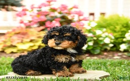 Miniature Poodle dogs for sale: Banjo - Image 1