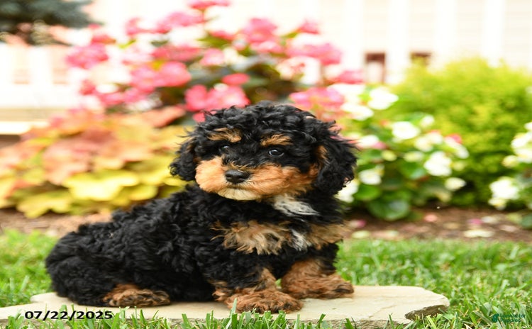Miniature Poodle dogs for sale - Ad 3