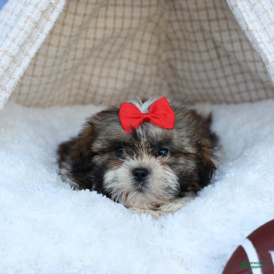 Shih Tzu dogs for sale: Lucky - Image 14