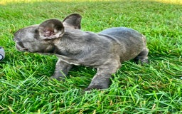 French Bulldog dogs for sale: Bailey - Image 4