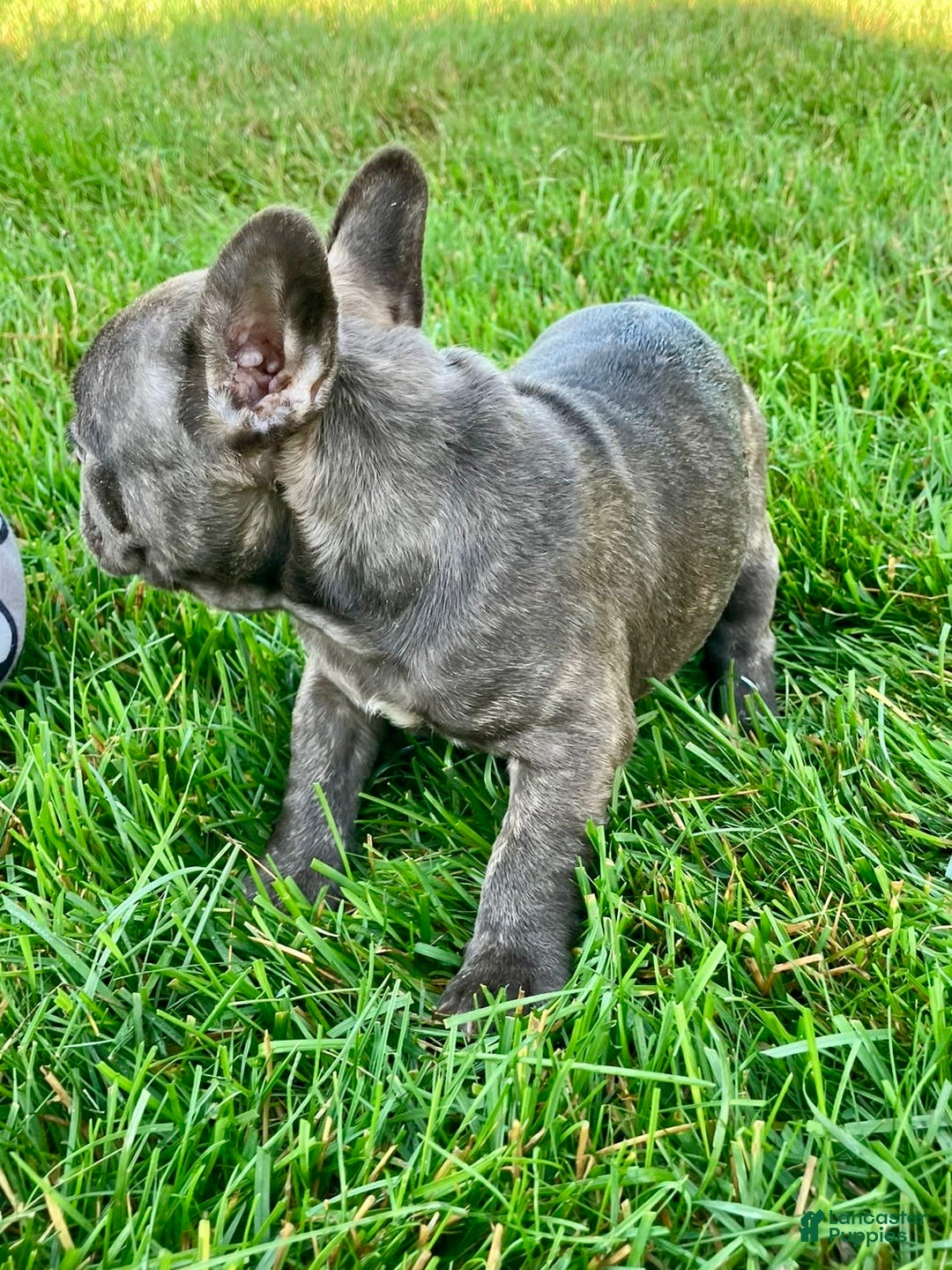 French Bulldog dogs for sale: Bailey - Image 4