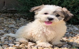 Teddy Bear dogs for sale: Whipped Cream - Image 2