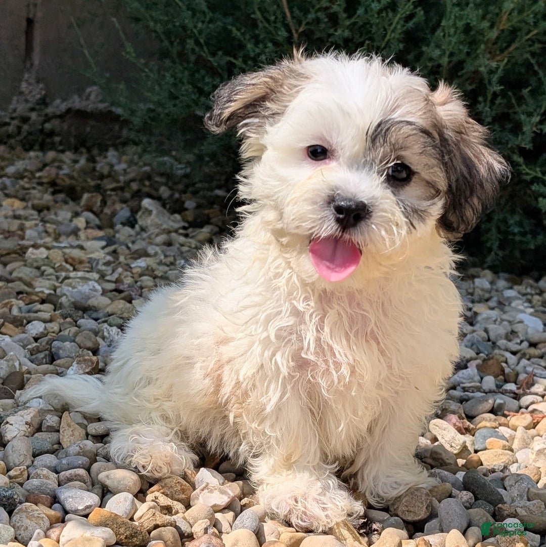 Teddy Bear dogs for sale: Whipped Cream - Image 2