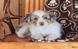 Miniature Australian Shepherd dogs for sale: Teddy - Image 1