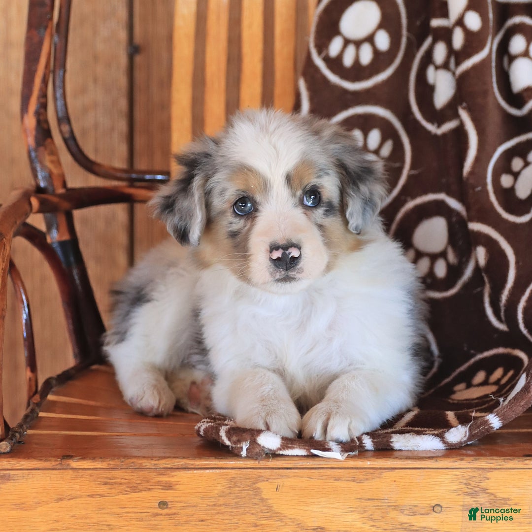 Miniature Australian Shepherd dogs for sale: Teddy - Image 1