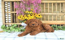  dogs for sale: Mini Goldendoodle 2 puppies - Image 4