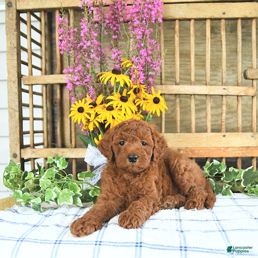  dogs for sale: Mini Goldendoodle 2 puppies - Image 4