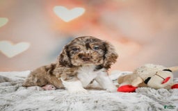 Cocker Spaniel dogs for sale: CoCo - Image 4