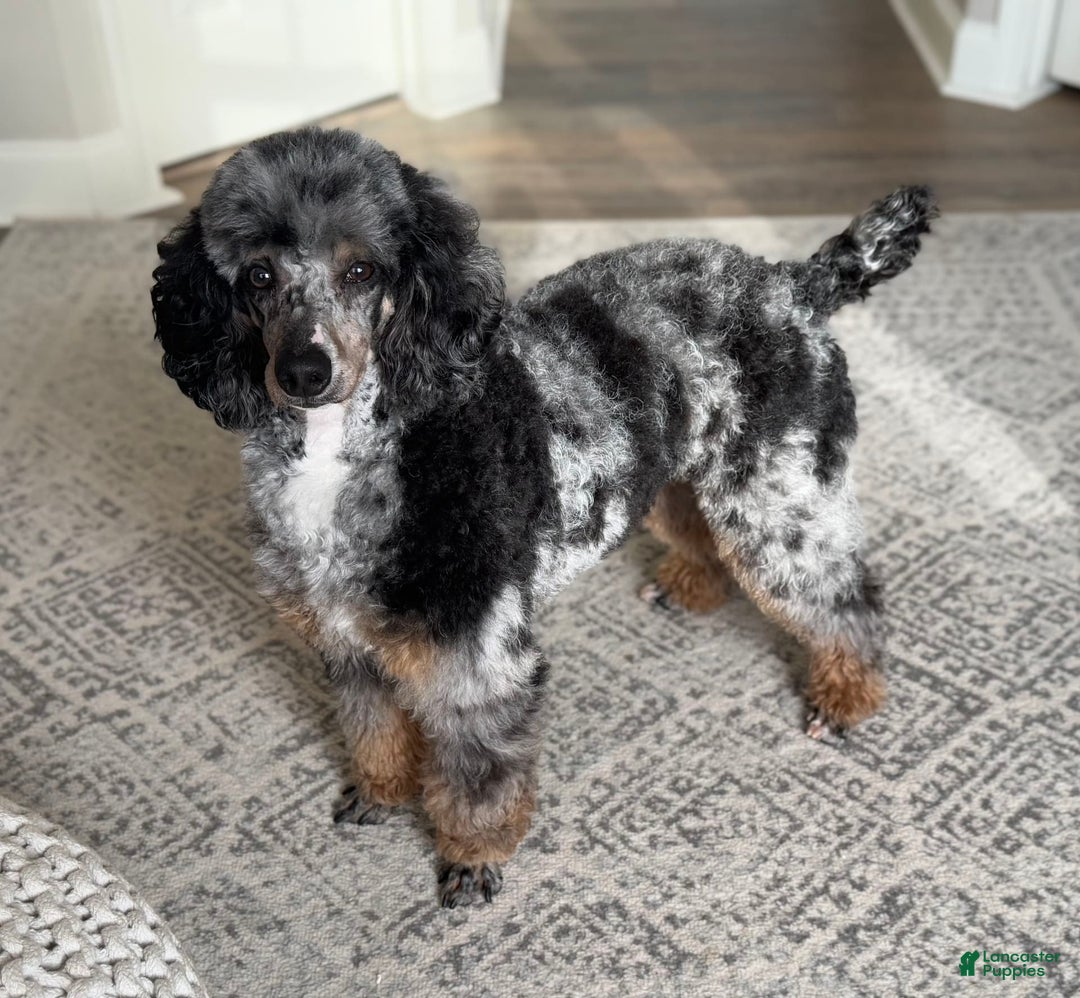 Standard Poodle dogs for sale: Amos - Image 14