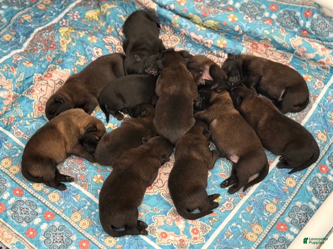 Belgian Malinois dogs for sale: Belgian Malinois Female - Image 8