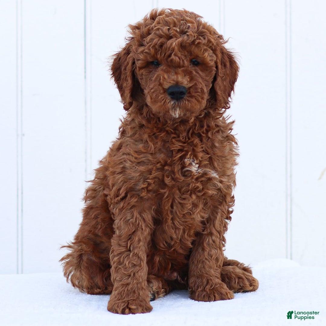 Standard Poodle dogs for sale: Reul - Image 4