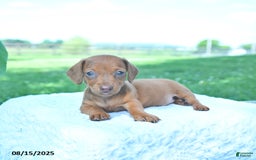 Dachshund dogs for sale: Layla - Image 3