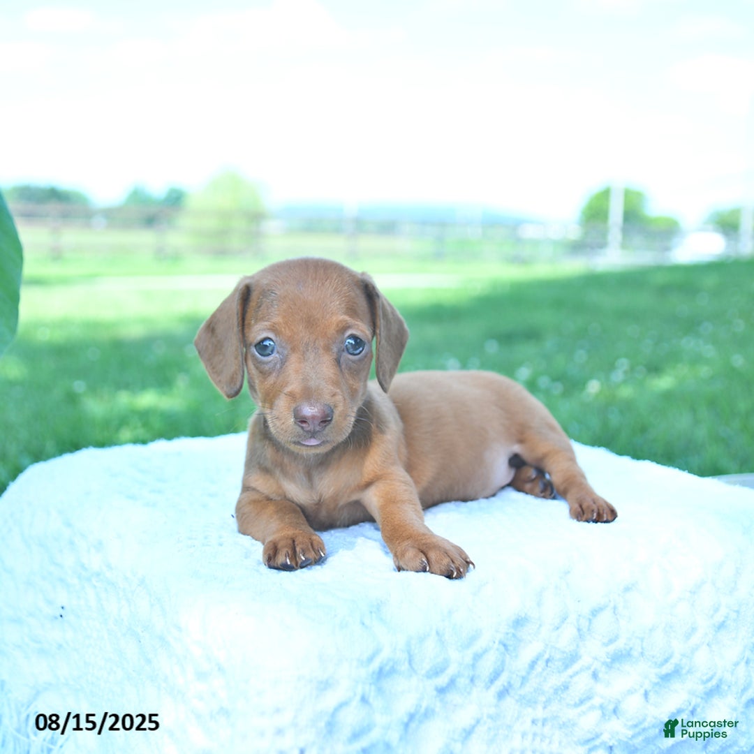 Dachshund dogs for sale: Layla - Image 3