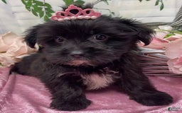 Shorkie dogs for sale: Little Mercedes - Image 10