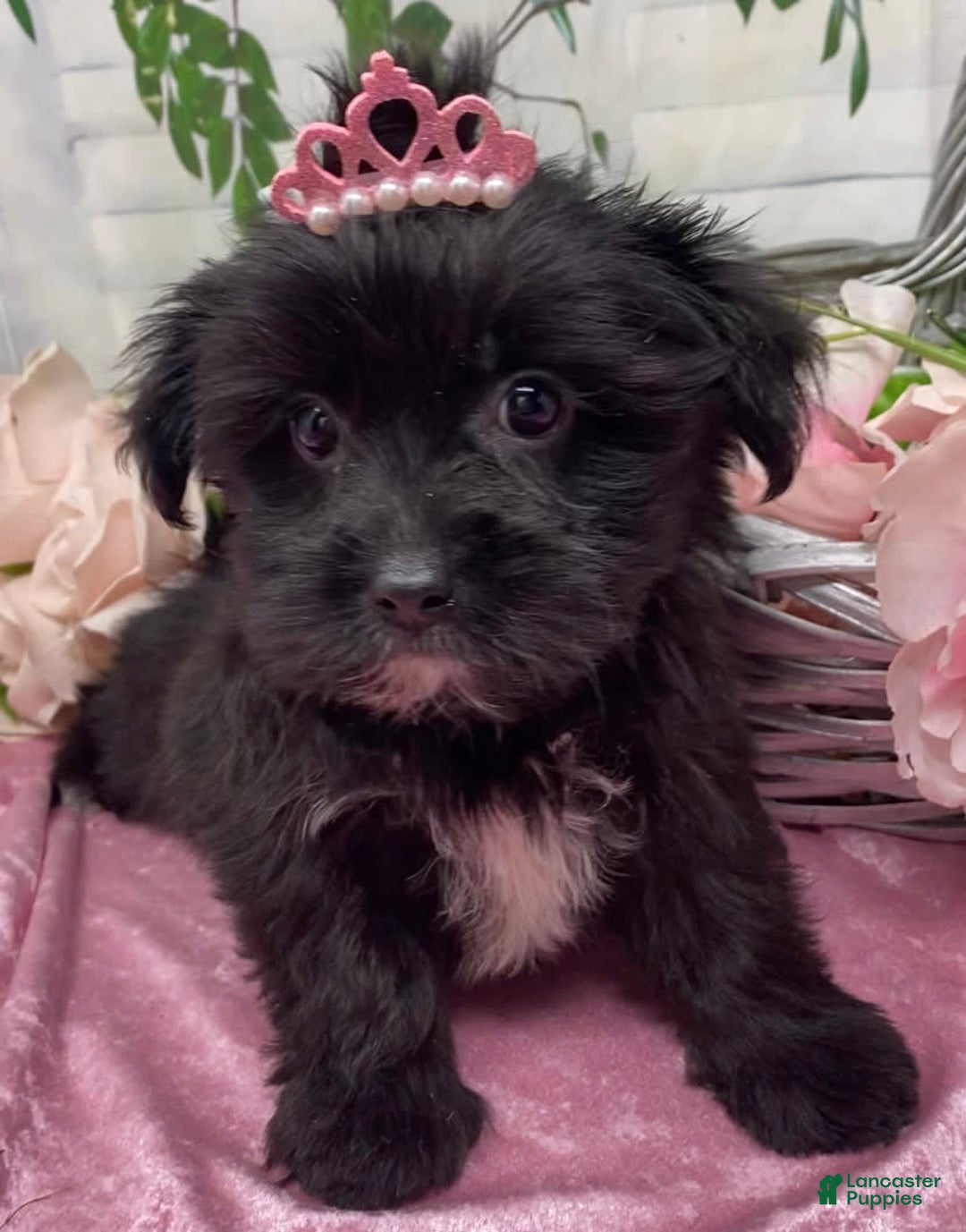 Shorkie dogs for sale: Little Mercedes - Image 10