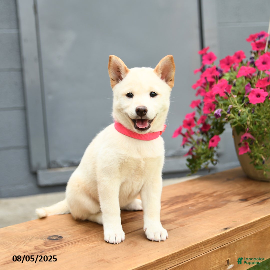 Shiba Inu dogs for sale: Rachel - Image 2
