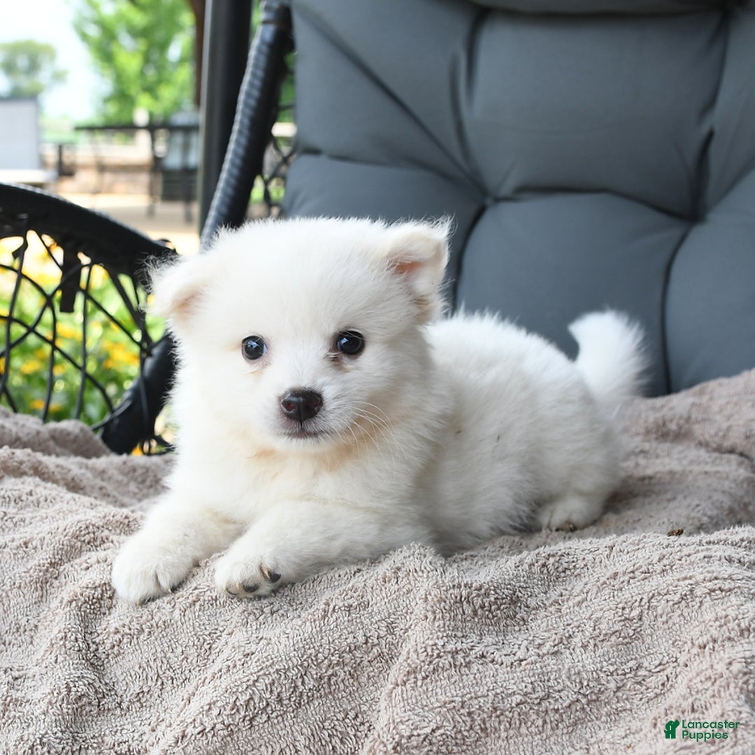 American Eskimo dogs for sale: Franklin - Image 2