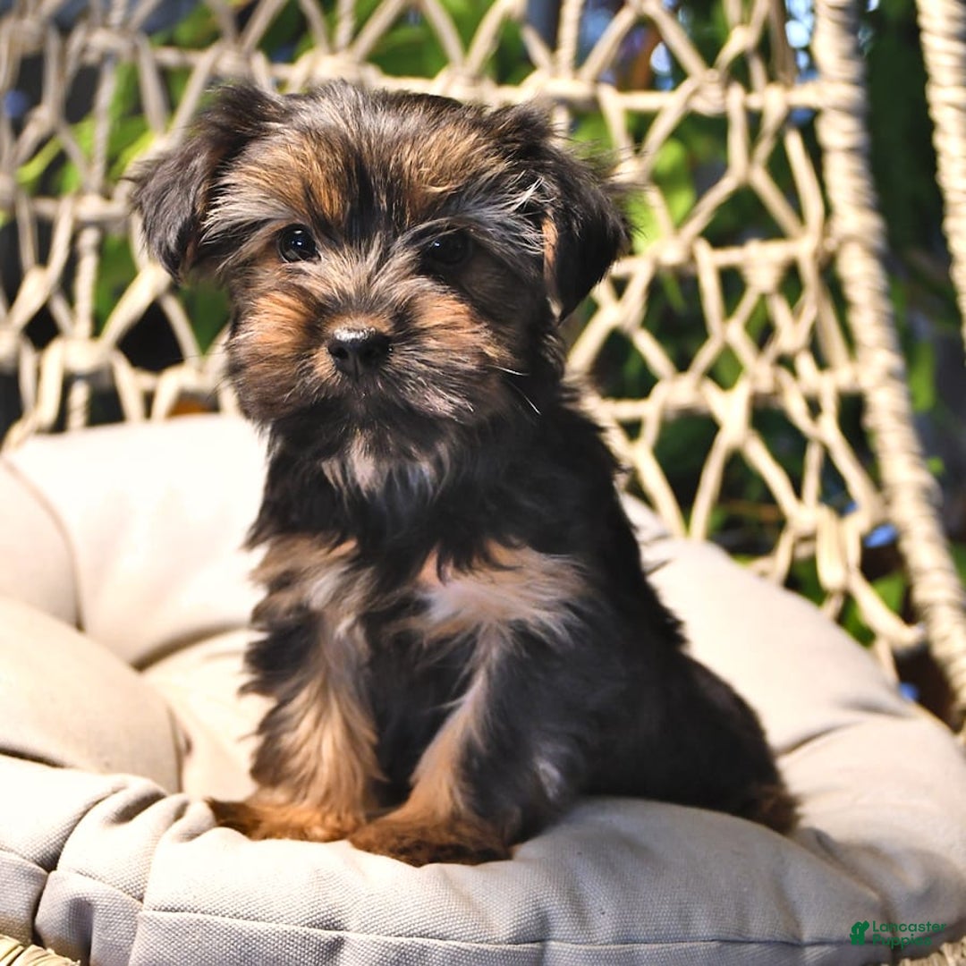 Yorkshire Terrier dogs for sale: River - Image 14