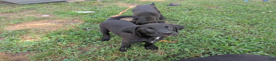 Puppy 4