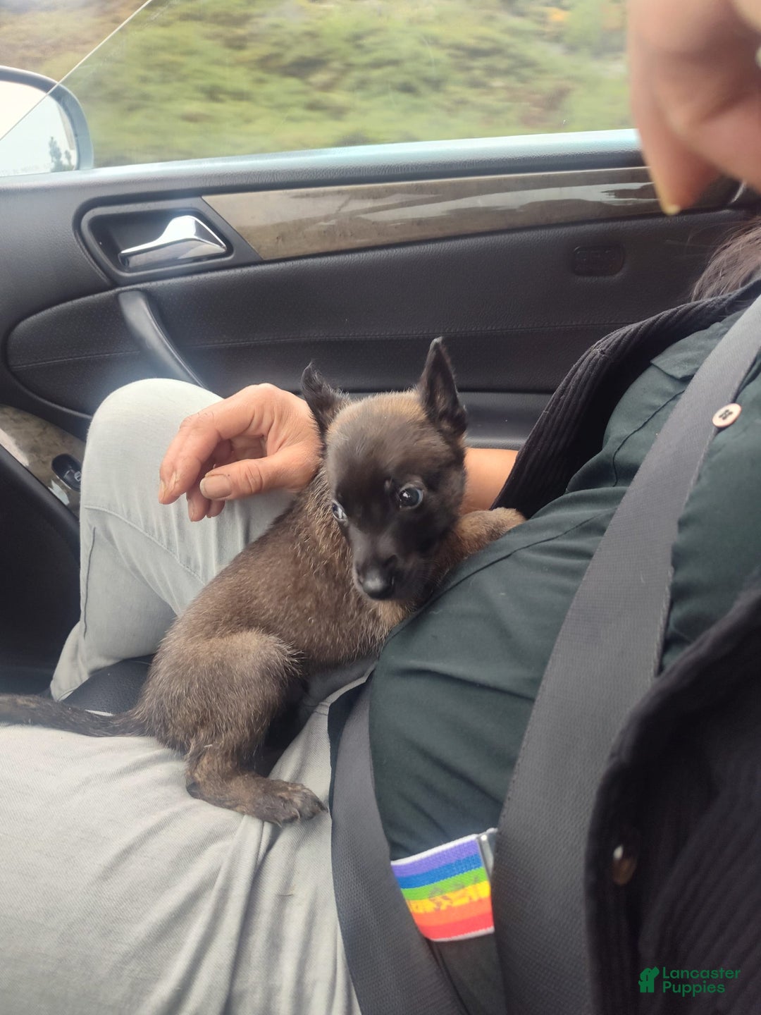 Belgian Malinois dogs for sale: Chucky - Image 4