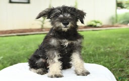 Miniature Schnauzer dogs for sale: Jett - Image 4