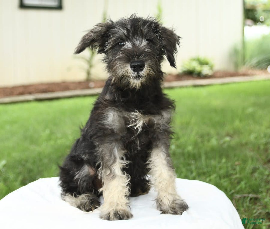 Miniature Schnauzer dogs for sale: Jett - Image 4
