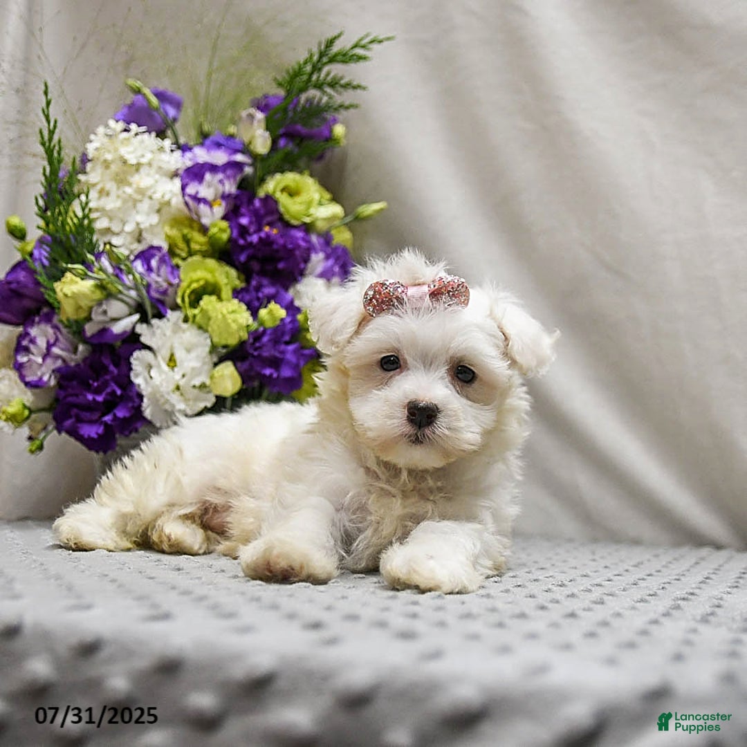 Teddy Bear dogs for sale: Truffles - Image 1